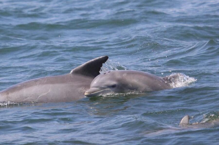 Atlantic City: Dolphin Watching Ocean Cruise Adventure - Quick takeaways from the cruise