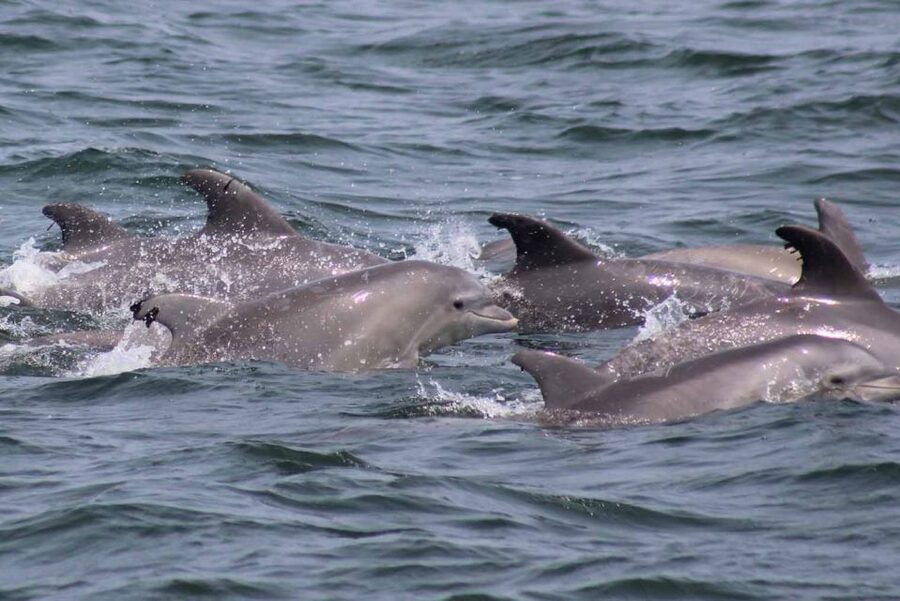 Atlantic City: Dolphin Watching Ocean Cruise Adventure - When the dolphins stay away