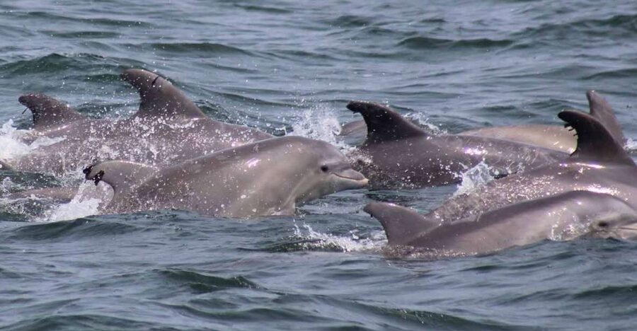 Atlantic City: Dolphin Watching Ocean Cruise Adventure - The views beyond the dolphins