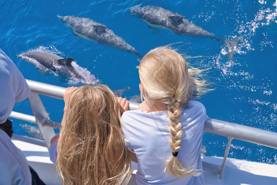 Auckland: Tikapa Moana Whales, Dolphins and Islands Cruise - Key points at a glance