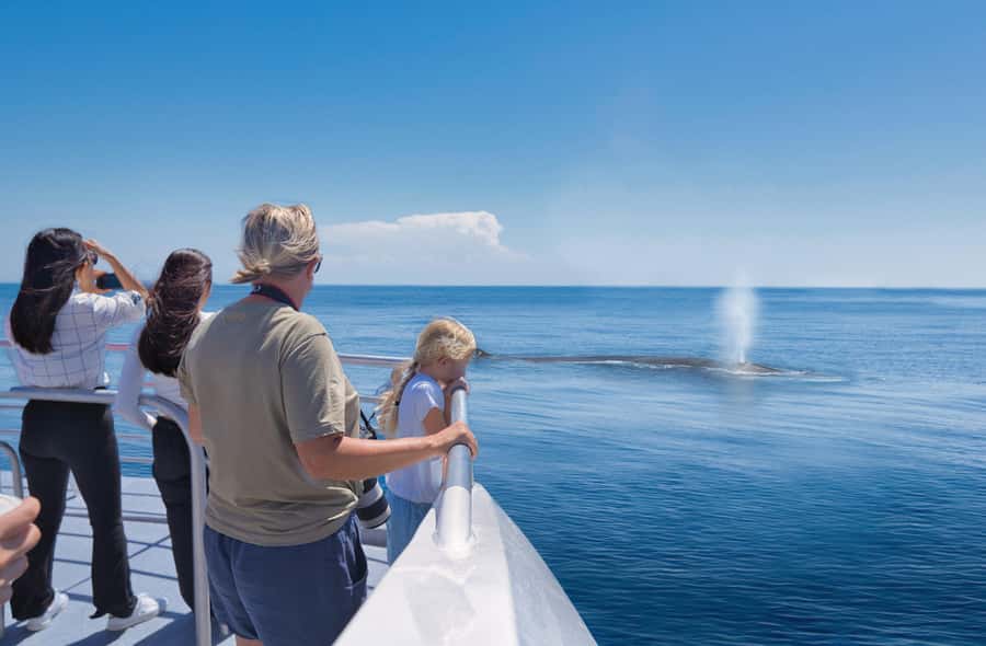 Auckland: Tikapa Moana Whales, Dolphins and Islands Cruise - Rotoroa Island: the better choice for walkers