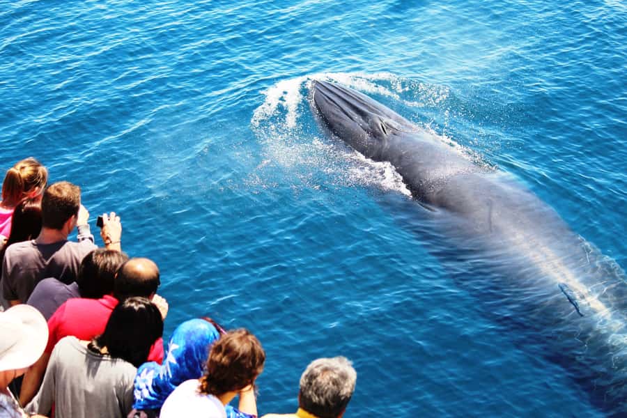 Auckland: Whale and Dolphin Watching Half-Day Eco Cruise - Quick takeaways from the Auckland eco-cruise
