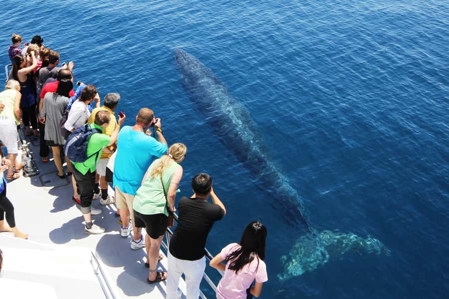 Auckland: Whale and Dolphin Watching Half-Day Eco Cruise - A science lesson that feels useful, not forced