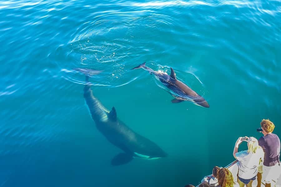 Auckland: Whale and Dolphin Watching Half-Day Eco Cruise - What the 4.5 hours feel like onboard