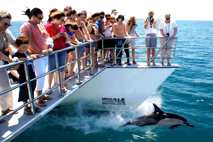 Auckland: Whale and Dolphin Watching Half-Day Eco Cruise - Is $130 a fair price?