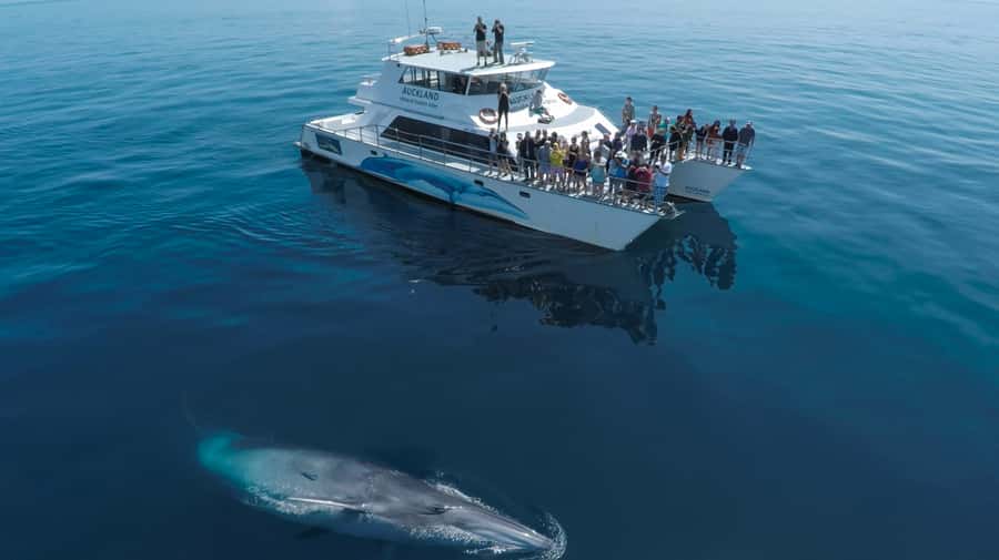 Auckland: Whale and Dolphin Watching Half-Day Eco Cruise - North Head, Rangitoto, and the first open-water views