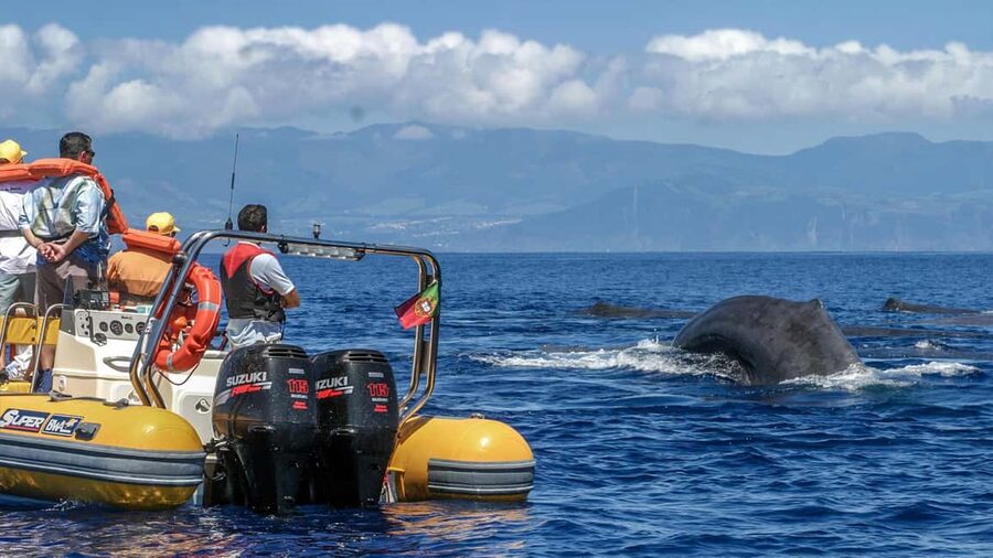 Azores: Whale Watching & Islet Boat Tour w/ Marine Biologist - Starting at Vila Franca do Campo Marina