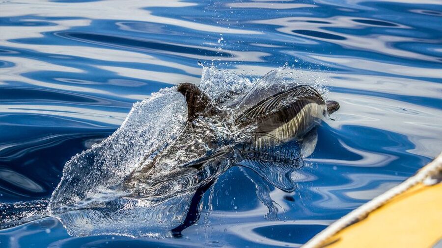 Azores: Whale Watching & Islet Boat Tour w/ Marine Biologist - The RIB boat: exciting, exposed, and fairly compact