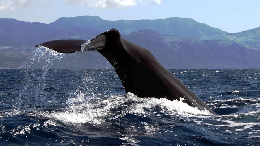 Azores: Whale Watching & Islet Boat Tour w/ Marine Biologist - Vila Franca Islet from the water