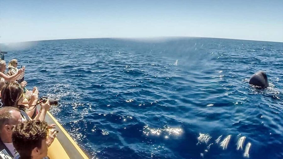 Azores: Whale Watching & Islet Boat Tour w/ Marine Biologist - The $73 price and what you receive