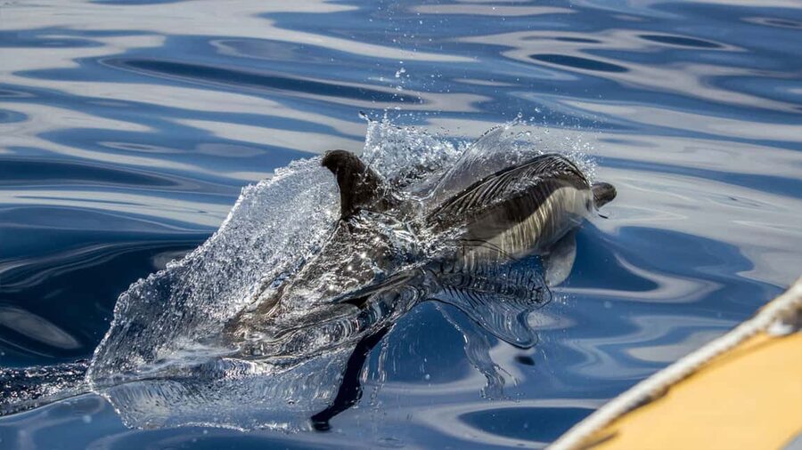 Azores: Whale Watching & Islet Boat Tour w/ Marine Biologist - Who will enjoy this tour most