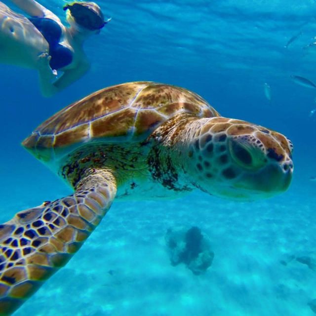 Barbados: Catamaran Tour with Snorkeling and Lunch - Practical tips for a smoother day