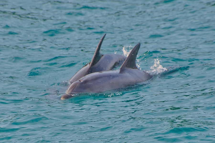 Bay of Islands: Discover the Bay Cruise with Island Lunch - Who will enjoy this cruise most?