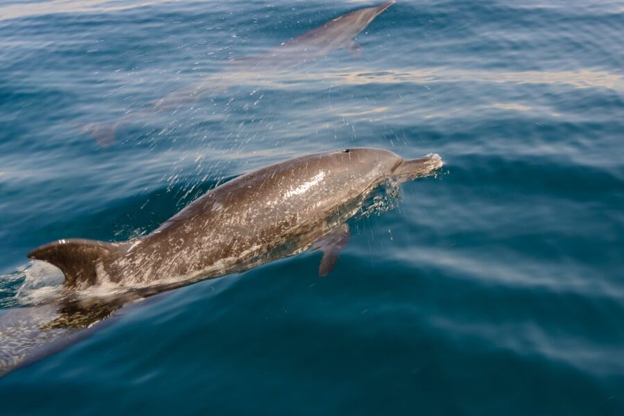 Benalmadena: Dolphin Watching Boat Tour - Who should book this boat tour?
