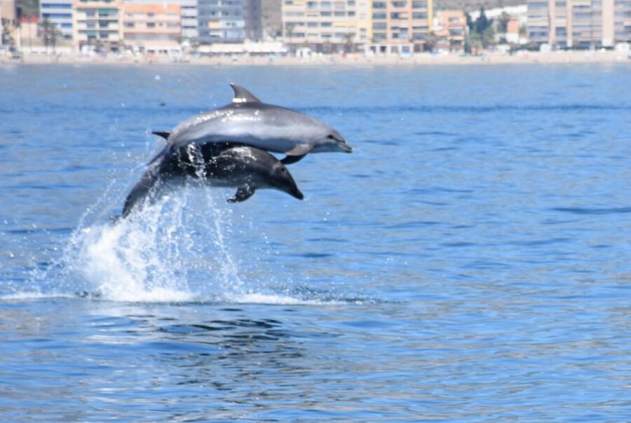 Benalmadena: Dolphin Watching Boat Tour - Setting out from Benalmádena Marina