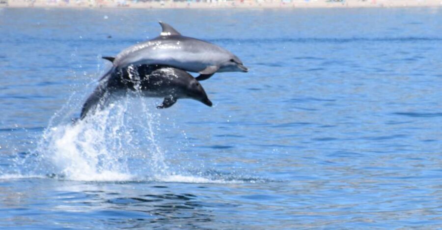 Benalmadena: Dolphin Watching Boat Tour - What happens if no dolphins appear