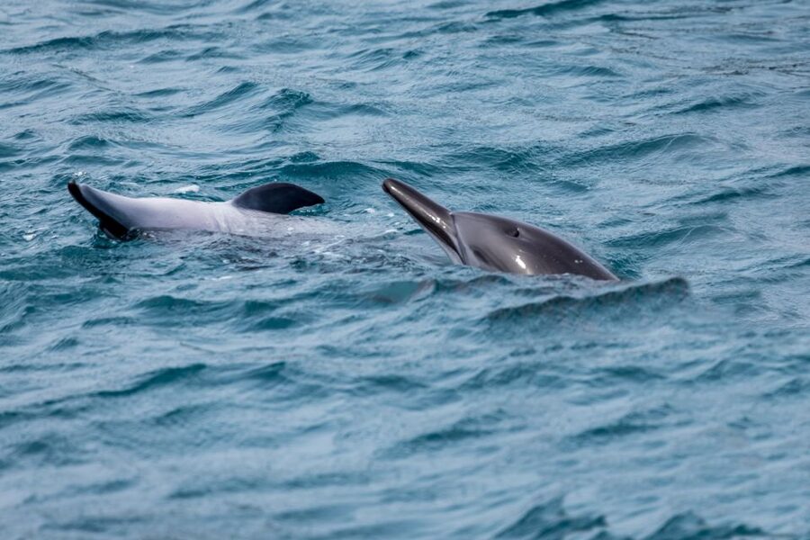 Benalmadena: Dolphin Watching Boat Tour - The Costa del Sol views change with the route