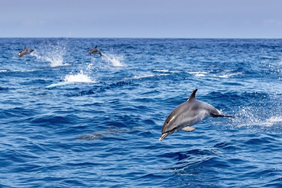 Benalmadena: Dolphin Watching Boat Tour - Comfort on the New Magic catamaran