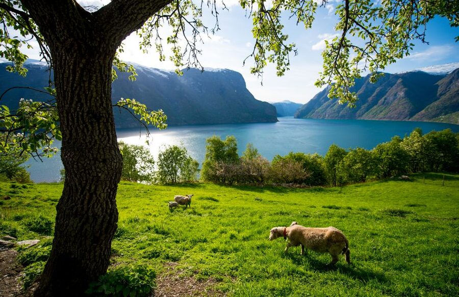 Bergen: Viking Village, Nærøyfjord Cruise & Flåm Railway - Who should book this tour?
