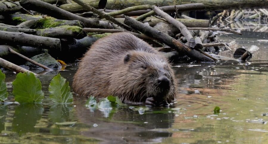 Biesbosch: Boat Cruise through National Park - What the two-hour route feels like