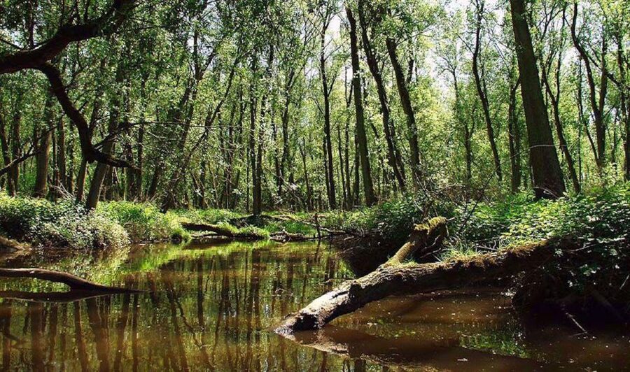 Biesbosch: Boat Cruise through National Park - Drinks, snacks, and onboard comfort