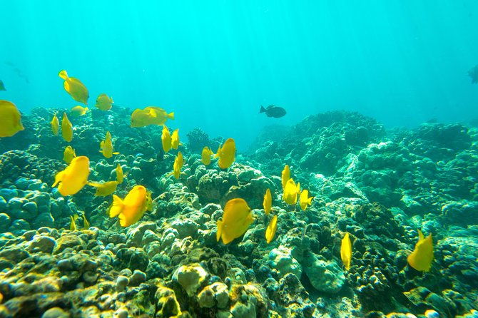 Big Island: Captain Cook Snorkel On A Power Catamaran With Lunch - Lunch, drinks, and useful boat comforts
