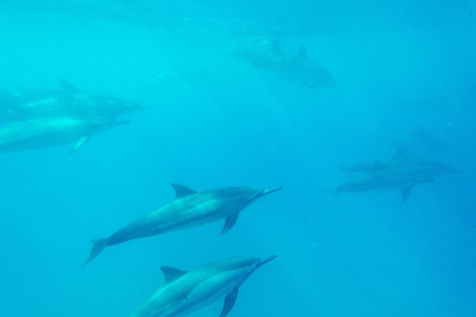 Big Island: Captain Cook Snorkel On A Power Catamaran With Lunch - Who should book this $85 outing?