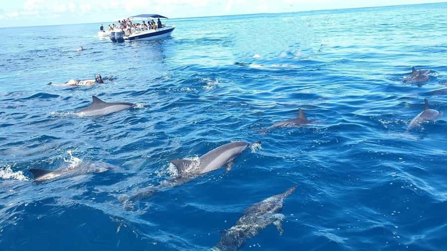 Black River: Swim with Dolphin Speed Boat Tour with lunch - Key points to know before you book