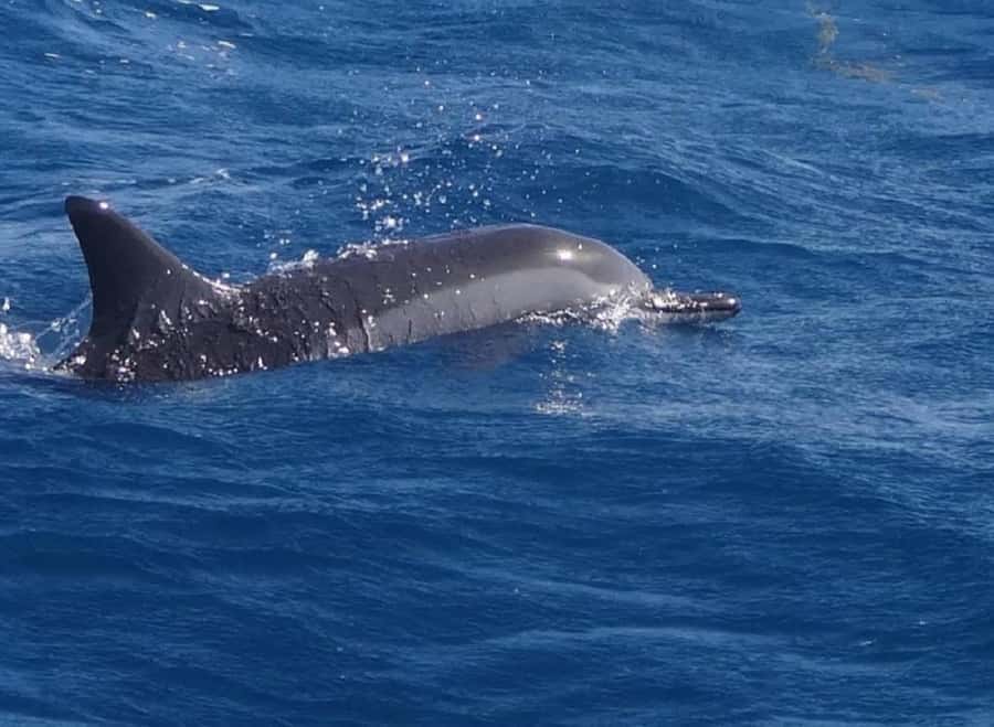 Black River: Swim with Dolphin Speed Boat Tour with lunch - From Flic en Flac beach to the open water