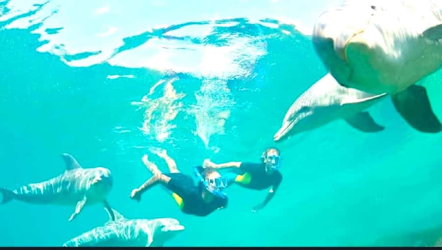Black River: Swim with Dolphin Speed Boat Tour with lunch - Île aux Bénitiers: lunch, beach time, and a slower pace