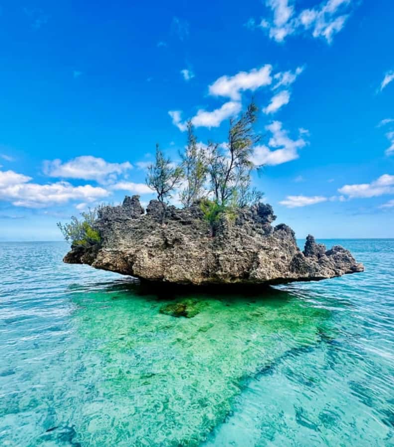 Black River: Swim with Dolphin Speed Boat Tour with lunch - Timing, comfort, and the small practical catches