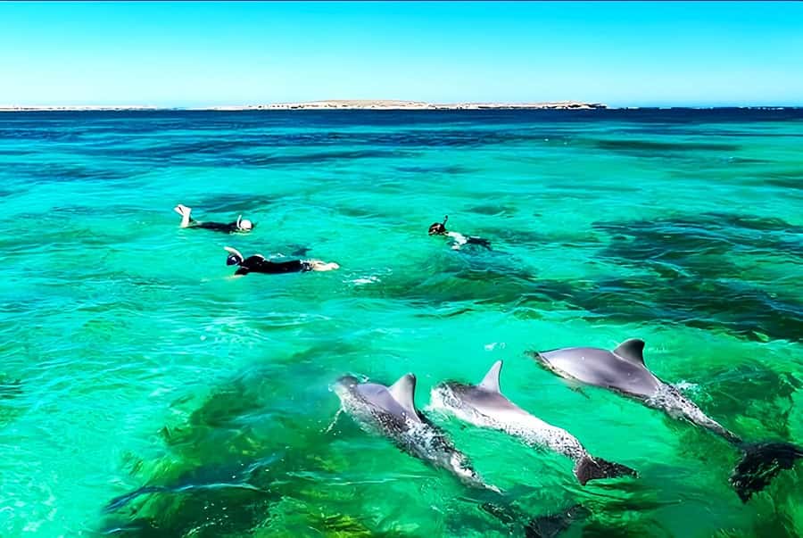 Black River: Swim with Dolphin Speed Boat Tour with lunch - Is $74 a fair price?