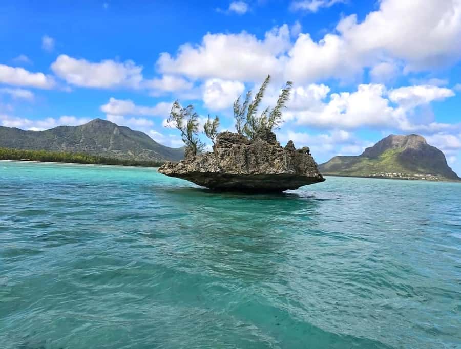 Black River: Swim with Dolphin Speed Boat Tour with lunch - Meeting dolphins without turning them into a circus
