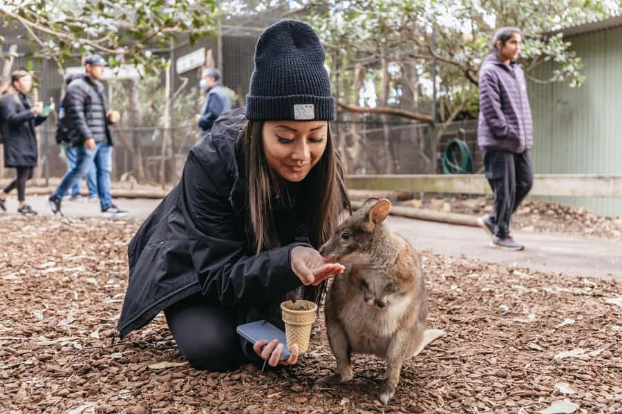 Blue Mountain: Small-Group Tour with Lunch & Scenic World - Key points to know before booking