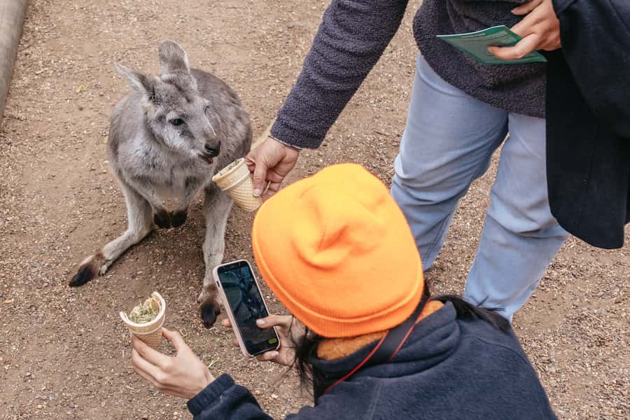 Blue Mountain: Small-Group Tour with Lunch & Scenic World - A guided walk through the rainforest