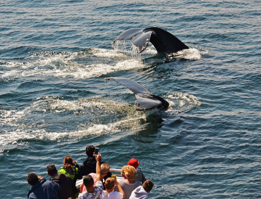 Boston: City Cruises Whale Watching Cruise - Should you book the Boston whale-watching cruise?