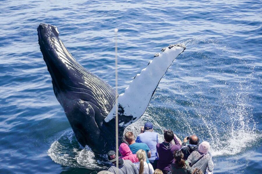 Boston: City Cruises Whale Watching Cruise - The long ride to Stellwagen Bank