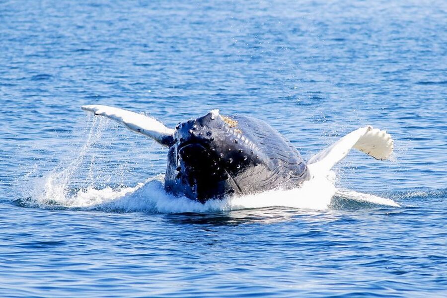 Boston: City Cruises Whale Watching Cruise - What you may see at the sanctuary