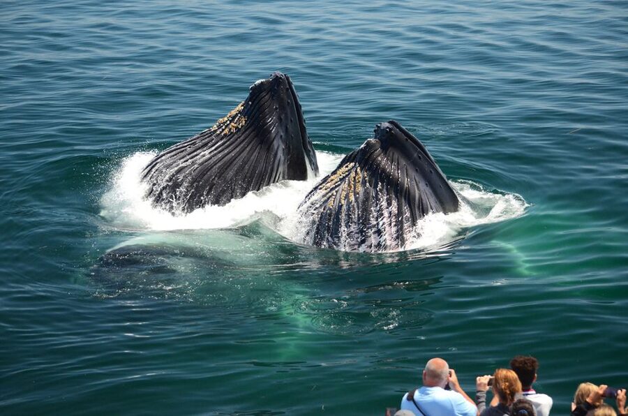 Boston: City Cruises Whale Watching Cruise - The Naturalists make the trip more than a search