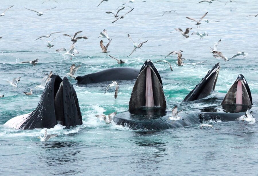 Boston: City Cruises Whale Watching Cruise - Managing the crowds and finding a clear view