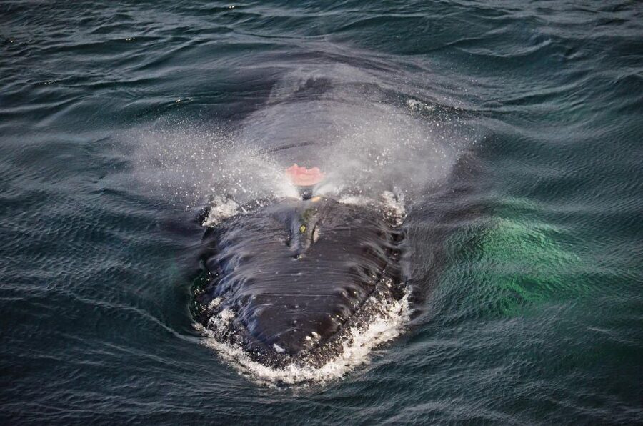 Boston: City Cruises Whale Watching Cruise - Is $85 good value?