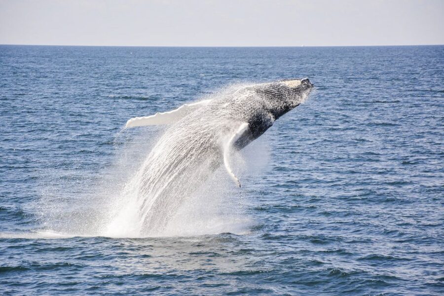 Boston: City Cruises Whale Watching Cruise - Timing, weather, and what to pack
