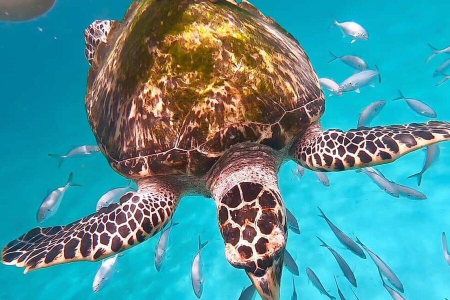 Bridgetown: Carlisle Bay Turtle and Shipwreck Boat Cruise - The short ride across Carlisle Bay
