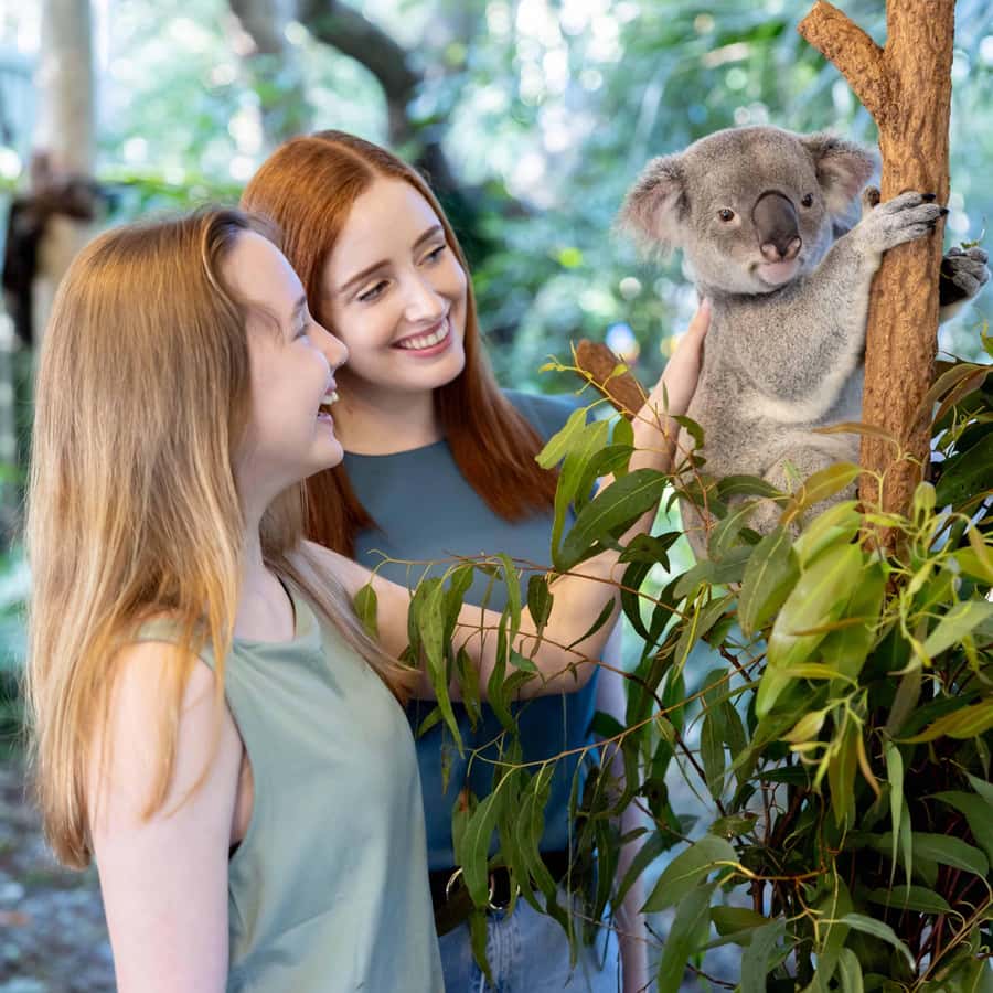 Brisbane River Cruise and Koala Sanctuary Visit - Platypuses, Raptors, and Working Dogs