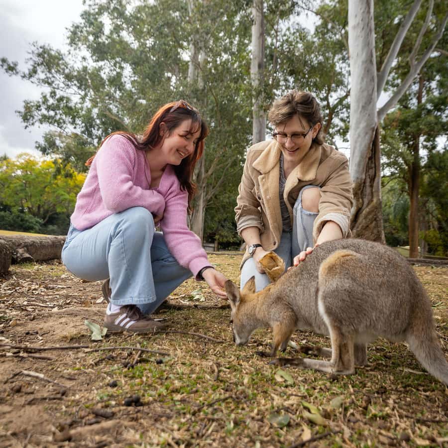 Brisbane River Cruise and Koala Sanctuary Visit - A Few Smart Ways to Plan the Day