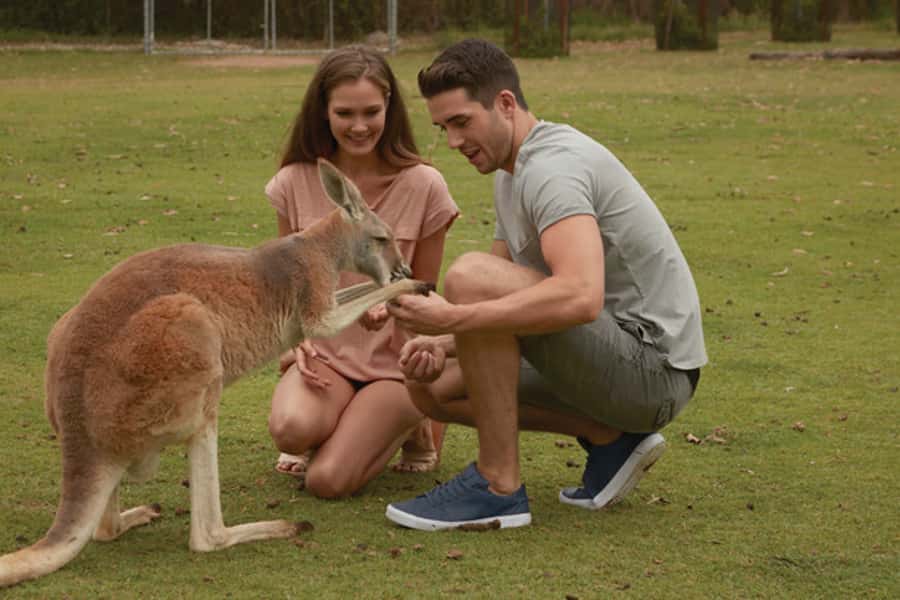 Brisbane River Cruise and Koala Sanctuary Visit - The 10:15 am Arrival at Lone Pine