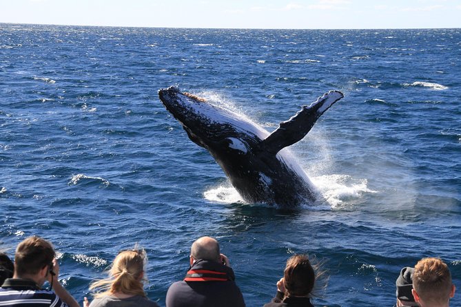 Brisbane Whale Watching Cruise from Redcliffe or Sunshine Coast - A lunchbox that helps the five-hour schedule