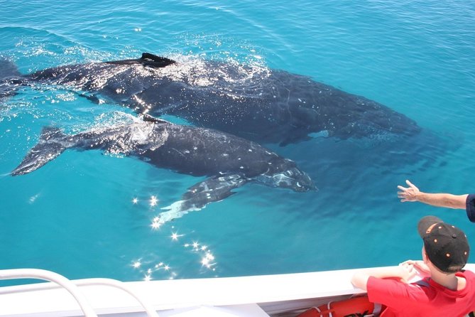 Brisbane Whale Watching Cruise from Redcliffe or Sunshine Coast - Choosing the best viewing position