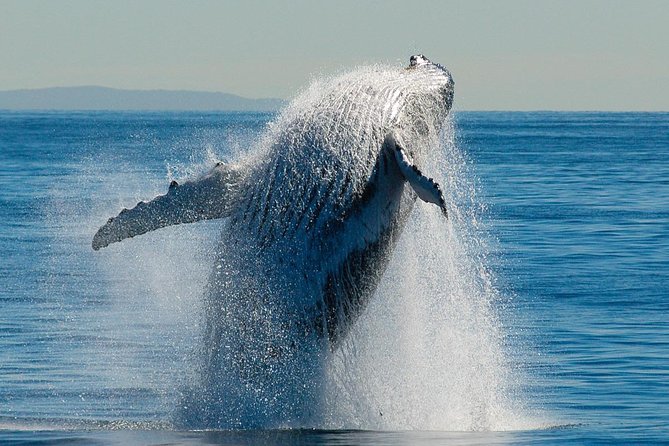 Brisbane Whale Watching Cruise from Redcliffe or Sunshine Coast - How the experience treats the whales