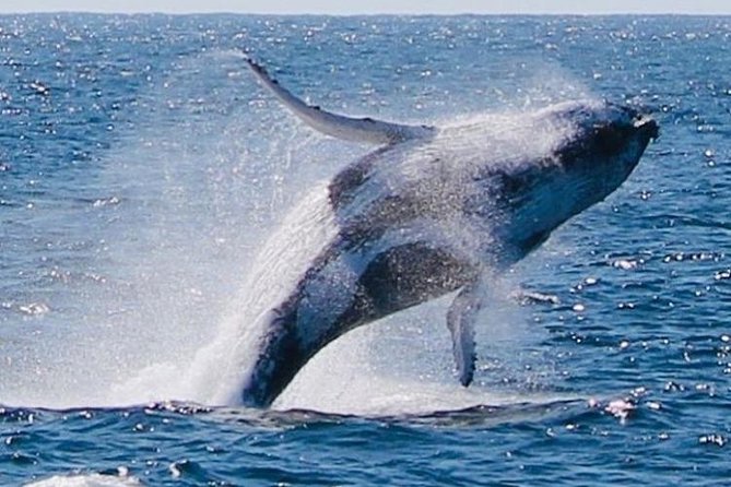 Brisbane Whale Watching Cruise from Redcliffe or Sunshine Coast - Who will get the most from this cruise